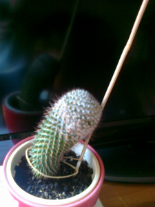 i-am-the-wanderer_fb01_w