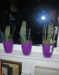 littleRichard_ImTheWanderer_DerGrossePiekser_FB02-w650