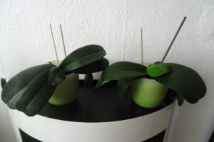 changpinkbellaparadoxa_fb02_w