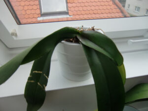 oscarella-trash-w700