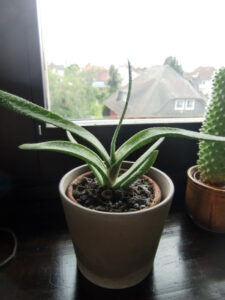 sedata-von-schnarch-w700