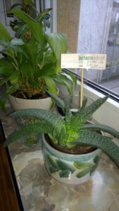 Tochter-Suko-von-Dieselzweig