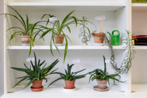 frieda-von-vorwitz_fb01