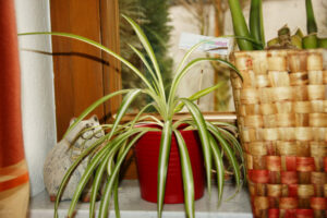 kadenkakadonga-fb-01-w650