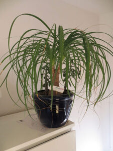 Elephants-Lounge_FB01-w650