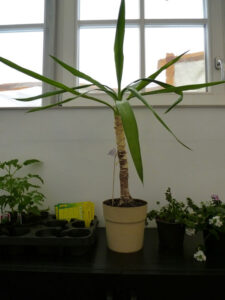 fritz-von-blitz-w650