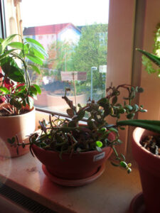 penny-von-eurozone-fb-01-w650