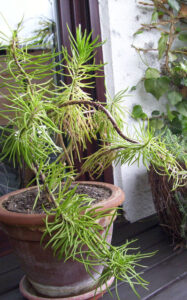 himaloyolatos-muksivono_fb01-w650