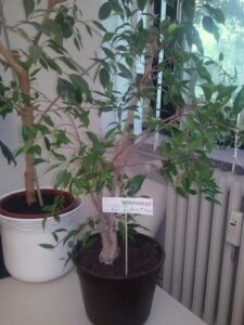 Jonas-F-Schmidt_FB01-w650