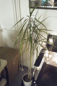 sigfried_juli2013_fb01-2-w650