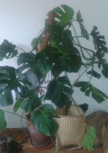 moensterchen_fb01-w650