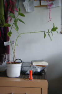 coolsmell_juli2013_fb02-w650