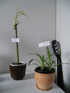 luisa-und-die-zwei-gs-3-w650