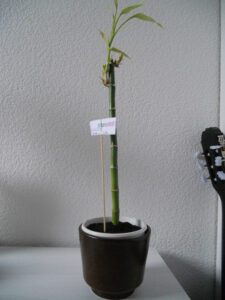 luisa-und-die-zwei-gs-4-w650