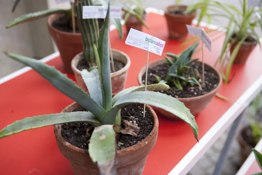 xqm-1_botanoadopt_17_hb